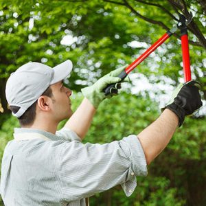 Pruning shears